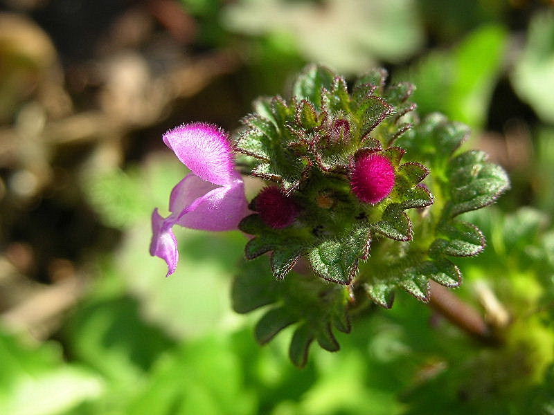 Lamium amplexicaule / Falsa-Ortica reniforme